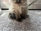 Cabbys Ragdoll Kittens
