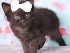 Upcoming Litter Of Autumn Kitties