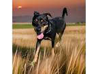 Adopt Jax a Miniature Pinscher / Mixed dog in Sebastian, FL (38427891)