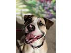 Adopt Bambi a Tricolor (Tan/Brown & Black & White) Boxer / American Pit Bull