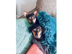 Adopt Mickey a Black - with Tan, Yellow or Fawn Jack Russell Terrier / Miniature