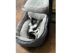 Adopt Herman a Black & White or Tuxedo Domestic Shorthair (short coat) cat in