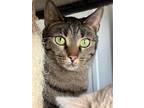Adopt Uniqua a Domestic Shorthair / Mixed (short coat) cat in Hartford City