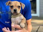 (bx) Pear Mixed Breed (Medium) Puppy Female