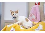 Henley Domestic Shorthair Kitten Male