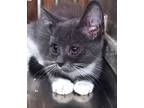 Cream Puff Domestic Shorthair Kitten Female