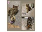 Marty Domestic Shorthair Young Male