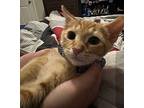 Aquatica Domestic Shorthair Kitten Male