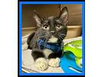 FOZZI Domestic Shorthair Kitten Male