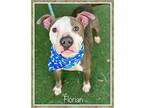 FLORIAN American Staffordshire Terrier Young Male