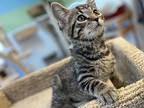 Sushi Domestic Shorthair Kitten Male