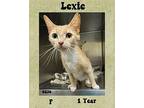 Lexie Domestic Shorthair Adult Female
