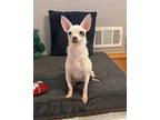 Jojo Mixed Breed (Small) Puppy Female