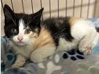 Athena Domestic Mediumhair Kitten Female