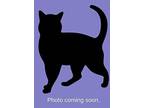 Ricki Domestic Shorthair Kitten Female