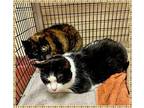 BUG see also TIPPER Domestic Shorthair Senior Female