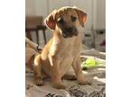 Dorothy Mixed Breed (Medium) Puppy Female