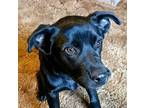 Lucy Labrador Retriever Puppy Female
