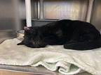 Beerus Domestic Shorthair Senior Female
