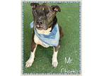 MR.CHATTY American Bulldog Senior Male