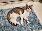 Mulan Domestic Shorthair Kitten Female