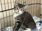 Brucey Domestic Mediumhair Kitten Male