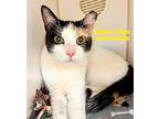 Cous Cous Domestic Shorthair Young Female