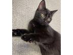 Magnolia Domestic Shorthair Kitten Female