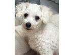 Pippa Bichon Frise Adult Female