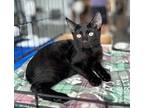 Mingus Domestic Shorthair Kitten Male