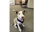 Oscar American Pit Bull Terrier Baby Male