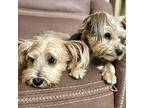 Oden Yorkie, Yorkshire Terrier Young Male