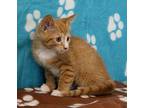 Toby Domestic Shorthair Kitten Male