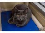 Betsy Russian Blue Young Female