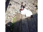 Carrie Ann (MI) Rat Terrier Adult Female