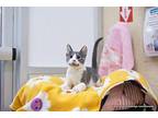 Katerina Domestic Shorthair Kitten Female