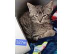Max Domestic Shorthair Kitten Male
