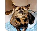Holly Domestic Shorthair Senior Female
