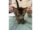 Alto Domestic Shorthair Kitten Male