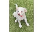 Fifi Mixed Breed (Medium) Puppy Female