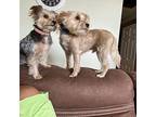 Gertie Yorkie, Yorkshire Terrier Young Female