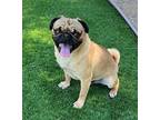 DOUG Pug Young Male