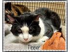 TIPPER see also BUG Domestic Shorthair Adult Male