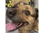 Jax Pug Adult Male