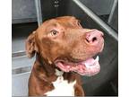 TEAK Hound (Unknown Type) Young Male