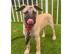Barkov German Shepherd Dog Puppy Male