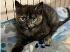 Bitsy Abyssinian Kitten Female