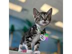 Papa Johns Domestic Shorthair Kitten Male