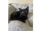 Kida Domestic Shorthair Kitten Male