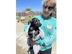 Juniper, Fox Terrier (smooth) For Adoption In Bonita, California